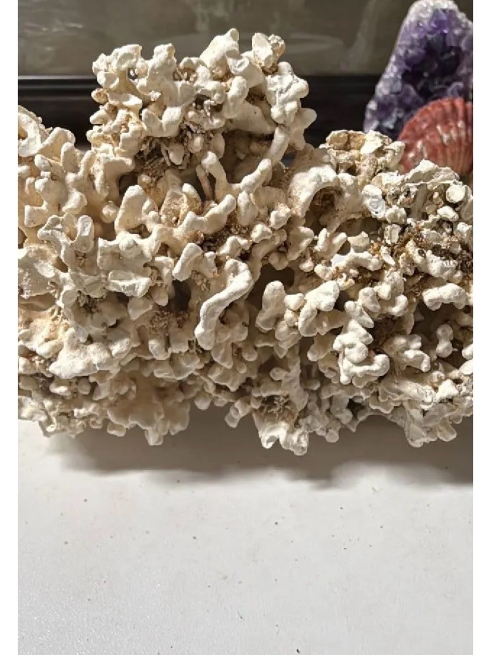 Merulina Coral- origin unknown